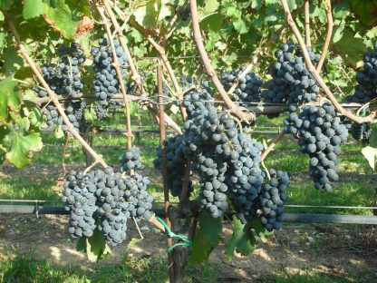 Cantina f.lli Zanoni Lazise