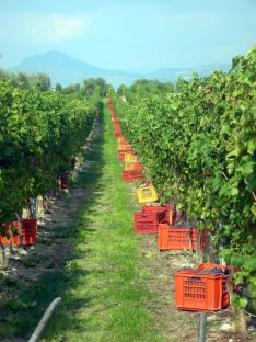 Cantina f.lli Zanoni Lazise